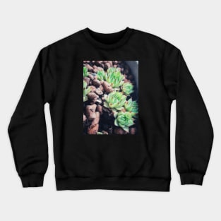 Succulents in retro colors Crewneck Sweatshirt